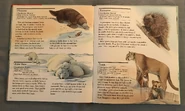 My First Book of Animals from A to Z (21).jpeg (2 MB)