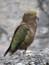 Nestor notabilis.jpg
