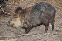 Peccary, Collared.jpg