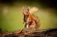 Red squirrel