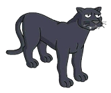 Black Leopard