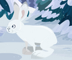 Snowshoe Hare