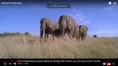 Three Female Elephants.png (1.3 MB)