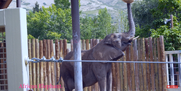 Utah Hoogle Zoo Elephant