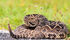 W6495-41ee-de4ad-eastern-diamondback-rattlesnake-everglades-national-park-florida-by-fred-wasmer