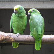 Yellow-Crowned Amazon.jpg