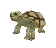 African Spurred Tortoise