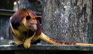 Goodfellow's Tree Kangaroo as Nothronychus