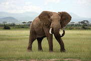 African Elephant Roaming