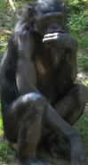 Cincinnati Zoo Bonobo