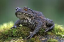 Common-toad-HRM.jpg