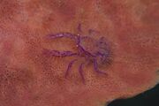 Hairy Squat Lobster (14487442863)