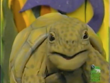 Penelope the Yellow-Footed Tortoise