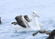 Southern royal albatross.jpg