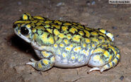 Sonoran Green Toad as Koolasuchus