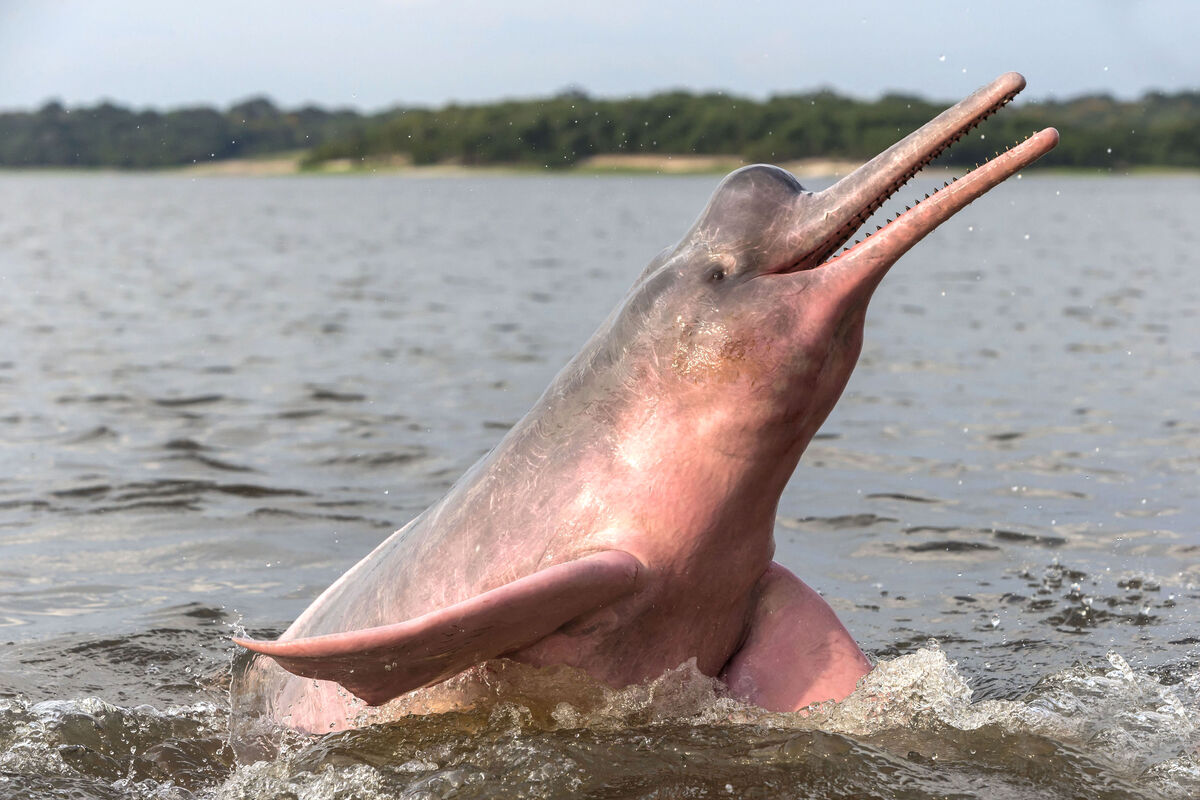 Amazon River Dolphin The Parody Wiki Fandom