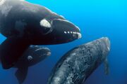 99 SouthernWhale 01-1-2000x1329.jpg