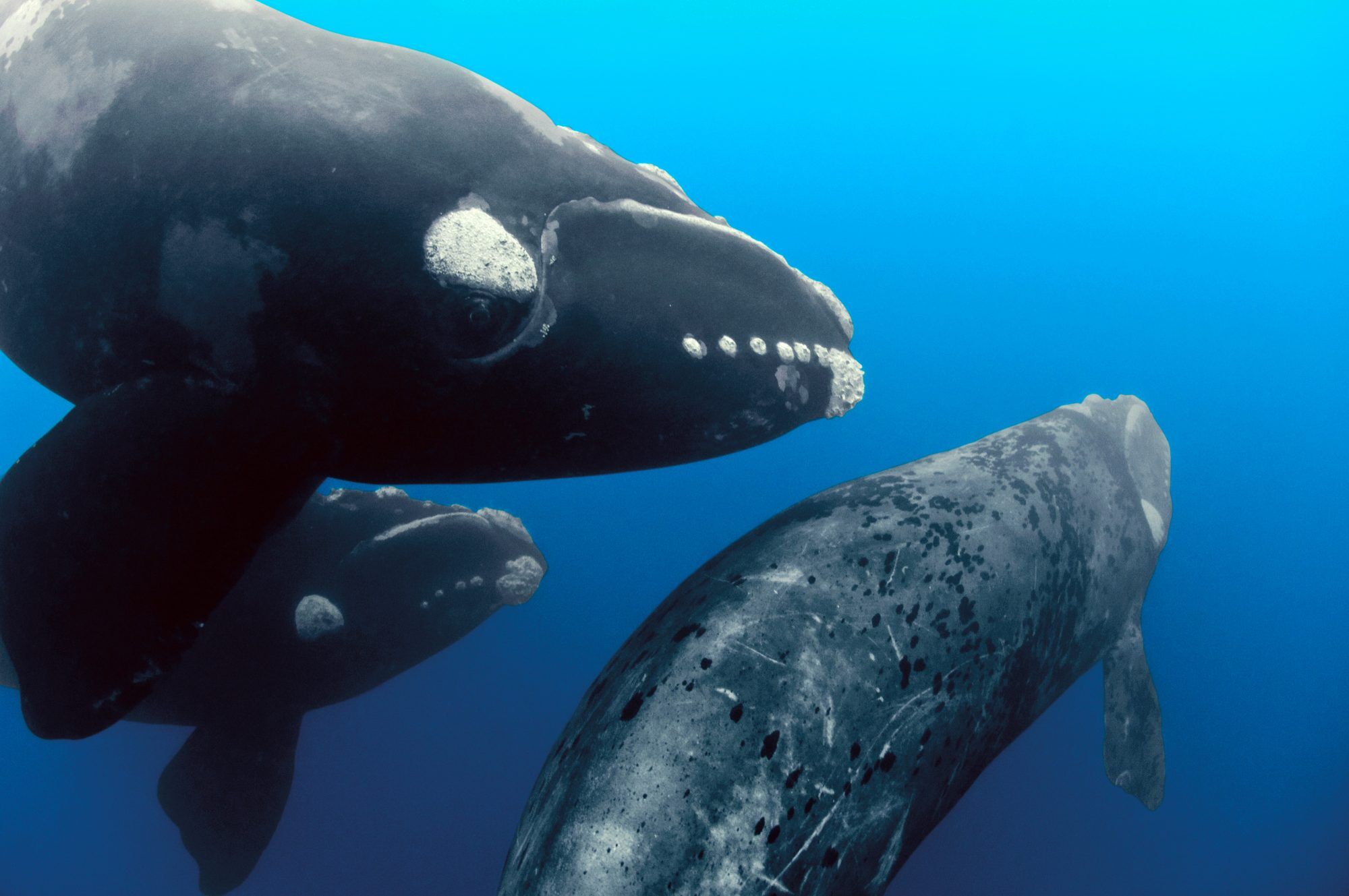 99 SouthernWhale 01-1-2000x1329.jpg