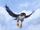 Brother Macaw