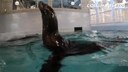 Columbus Zoo Sea Lion