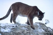 Cougar (also known as the Mountain Lion or Puma)