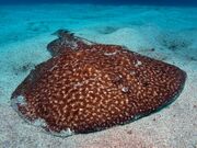 Electric Ray.jpg