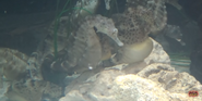 Georgia Aquarium Seahorse