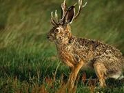 Jackalope