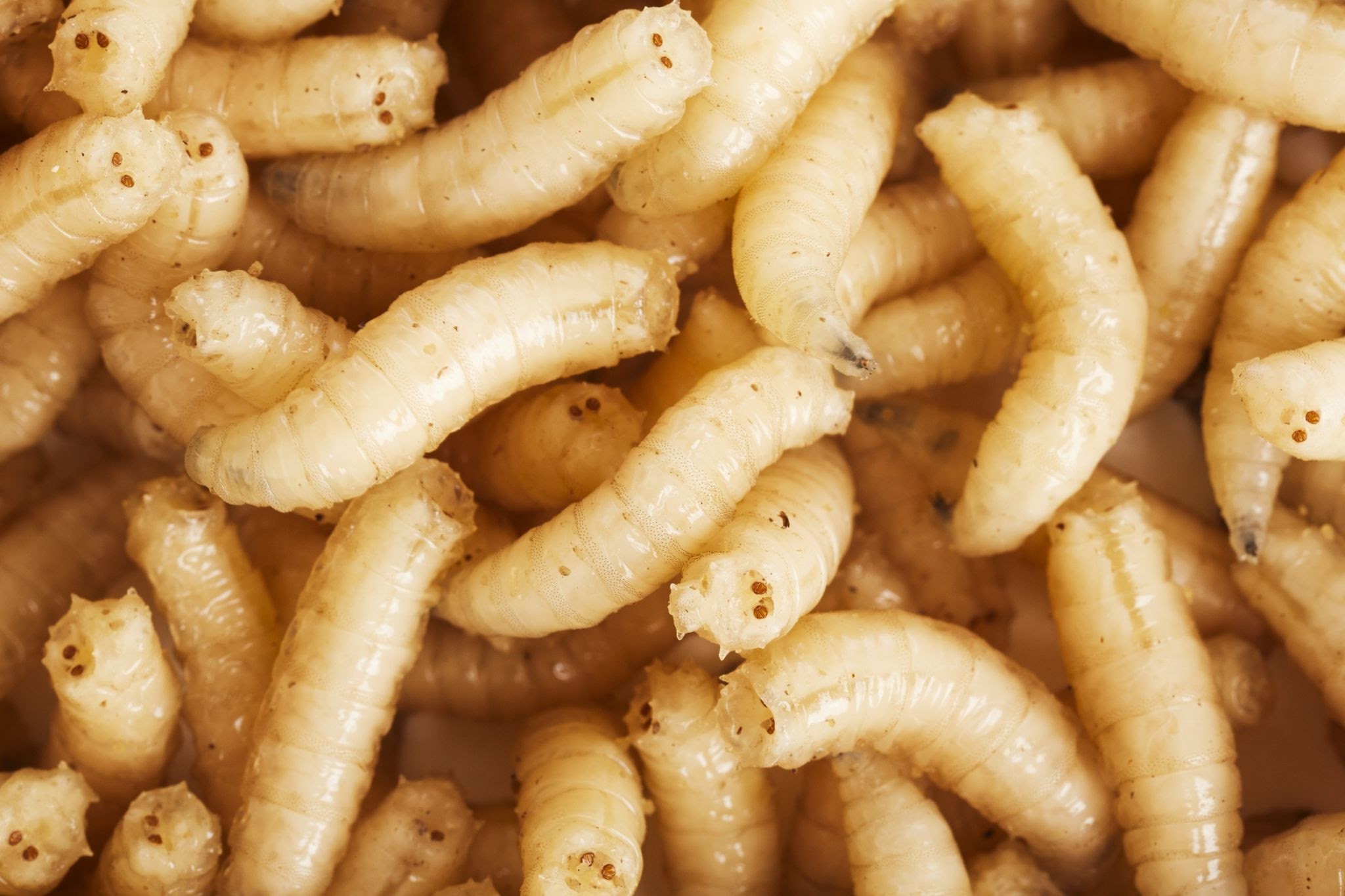 Where Do Maggots Come From & How To Get Rid Of Them