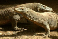 Male and Female Komodo Dragons