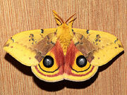 Moth, Io.jpg