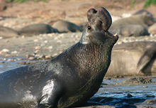 Northern elephant seal.jpg