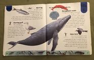 Ocean Life Dictionary (10)