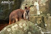 Rock Wallaby, Proserpine.jpg