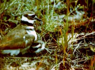 Killdeer