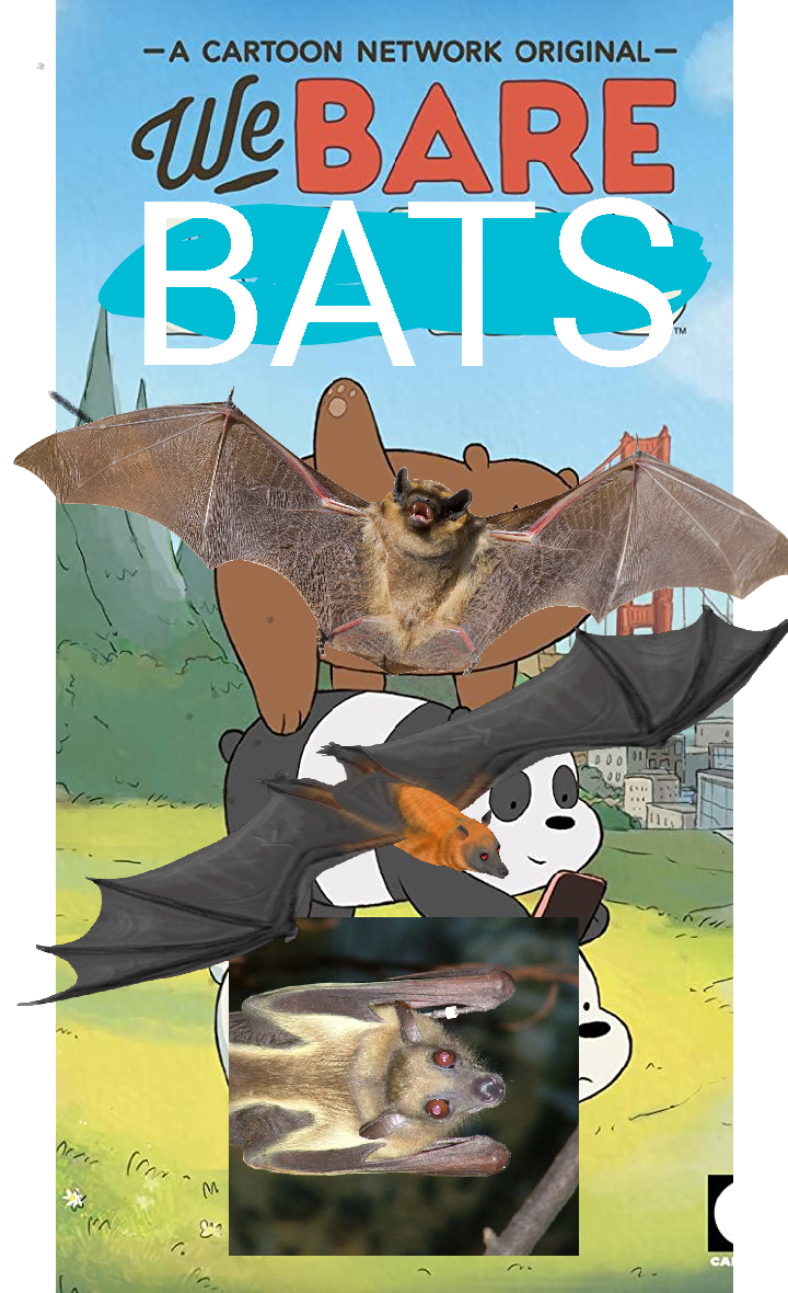 We Bare Bats Poster.png