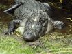 American Alligator