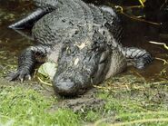 American Alligator as Nile Crocodile