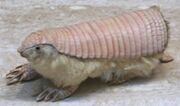 Armadillo, Pink Fairy.jpg