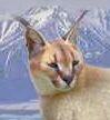 Caracal switch zoo