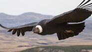 Condor, Andean (V2)