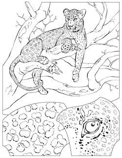 47 Animal Coloring Pages National Geographic  Best HD