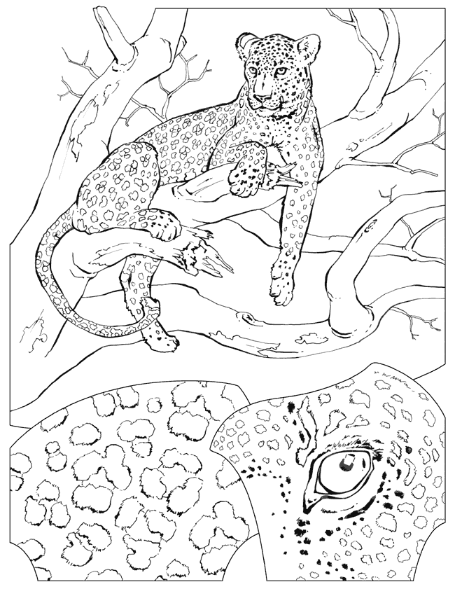 Download National Geographic Coloring Book Animals Alphabet The Parody Wiki Fandom