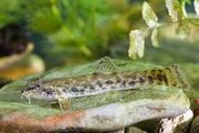 Stone loach.jpg