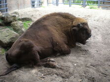 Wisent.jpg
