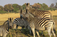 Zeal of Burchell's Zebras