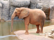 East African Bush Elephant as Ellie