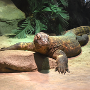 Akron Zoo Komodo Dragon