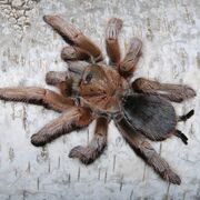Aphonopelma-chalcodes-l1.jpg
