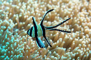 Banggai Cardinalfish as African Blue Flycatcher